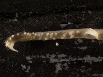 Media type: image;   Herpetology R-140032